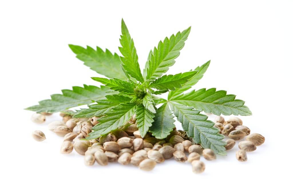 aprender a diferenciar semillas de marihuana