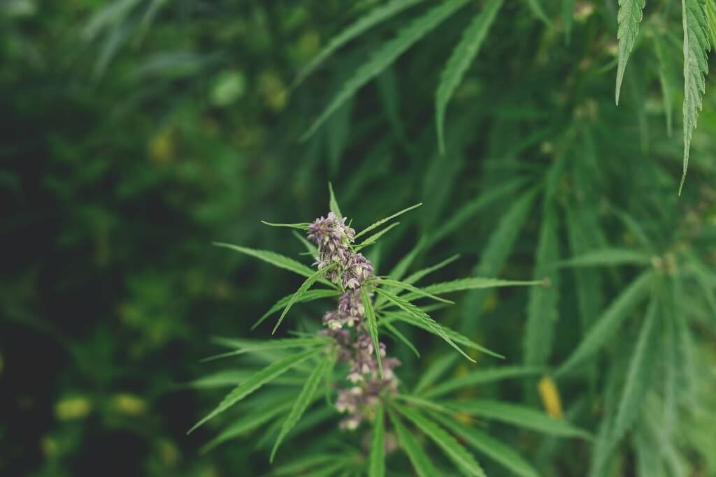 como florece el cultivo de marihuana