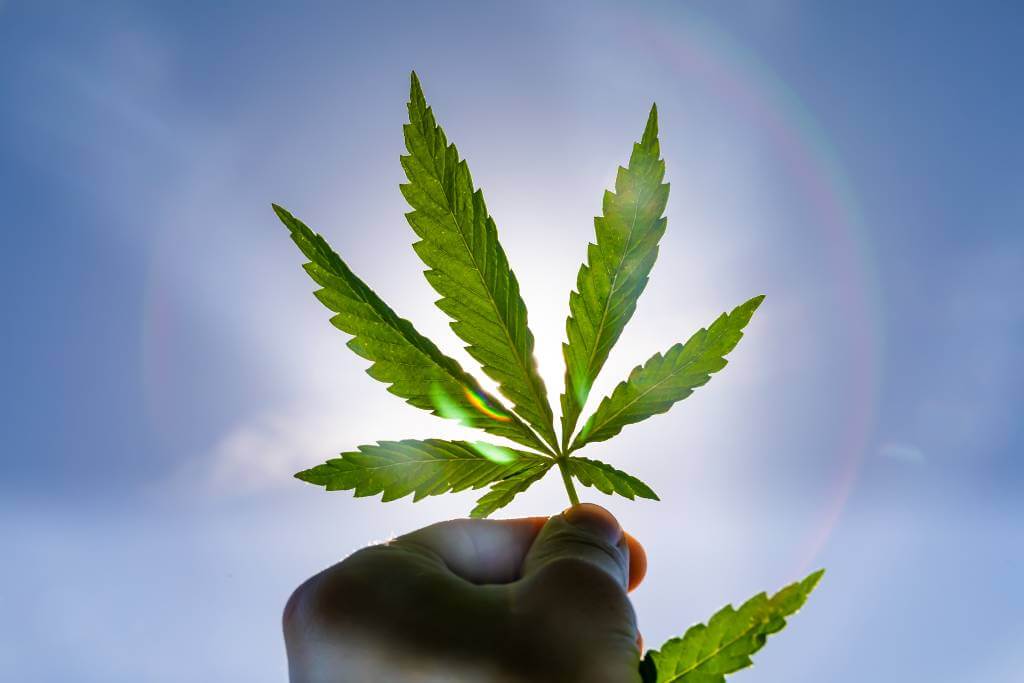 qué es el fotoperiodo de la marihuana en exterior