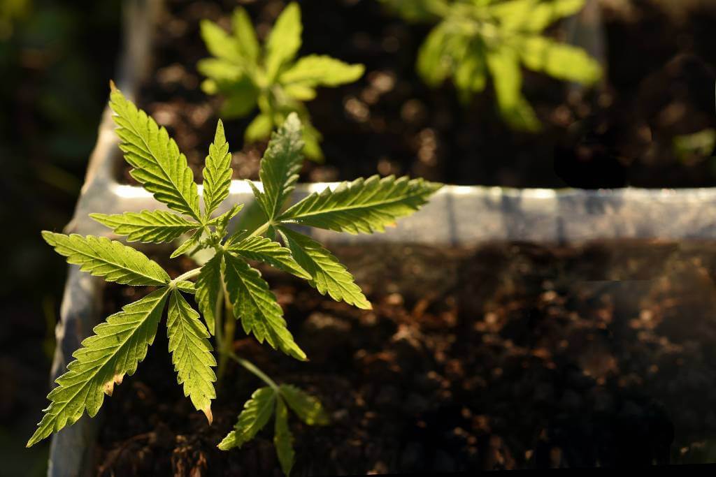 prepara el terreno de cultivo para tu marihuana de exterior