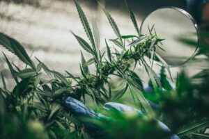 comienza la cosecha de marihuana