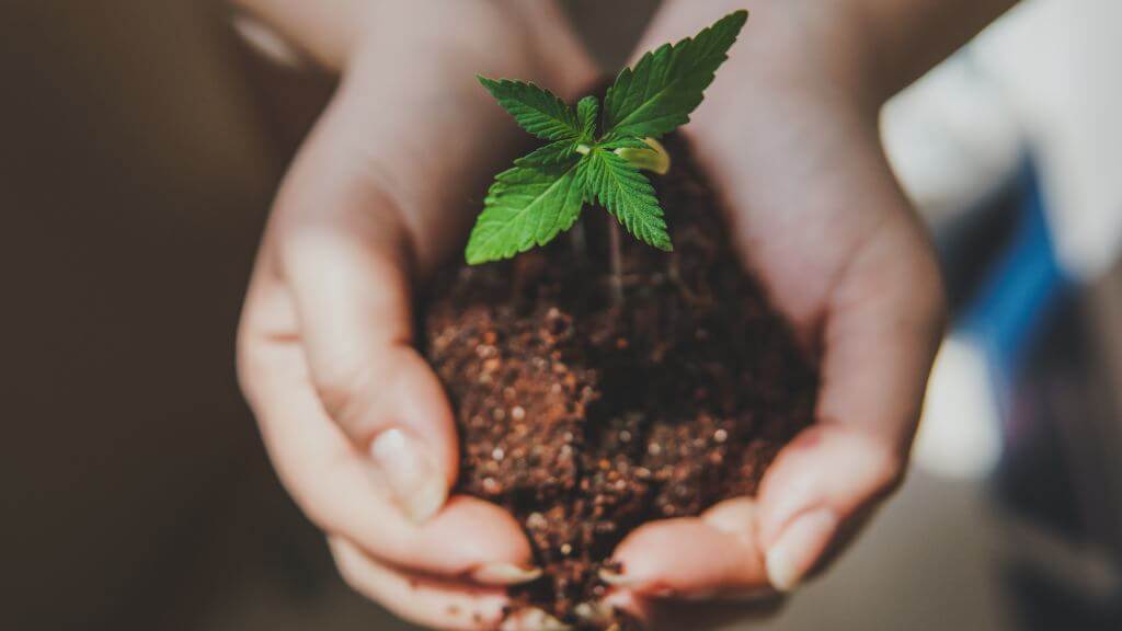 ¿Cómo desarrollar unas raíces de marihuana sanas?