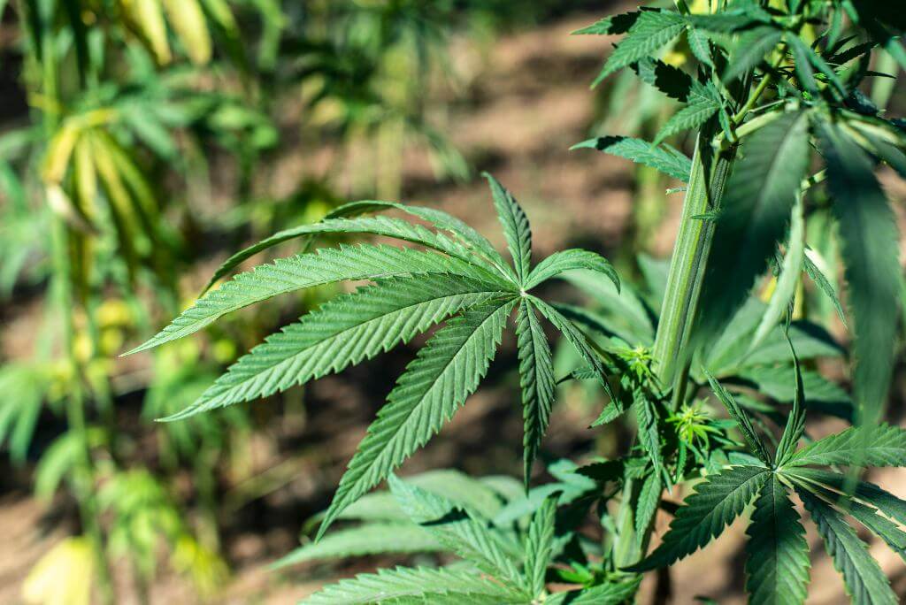 Cómo usar fertilizantes para marihuana potenciadores