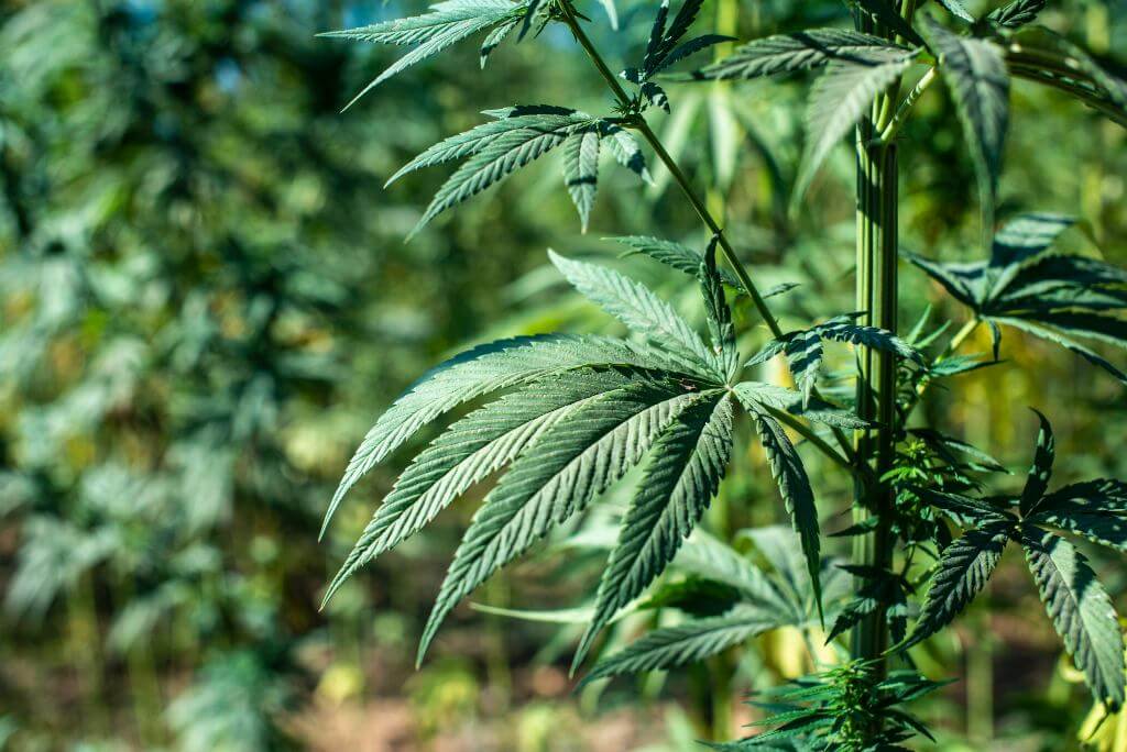 ¿Cómo usar fertilizante de crecimiento para marihuana?
