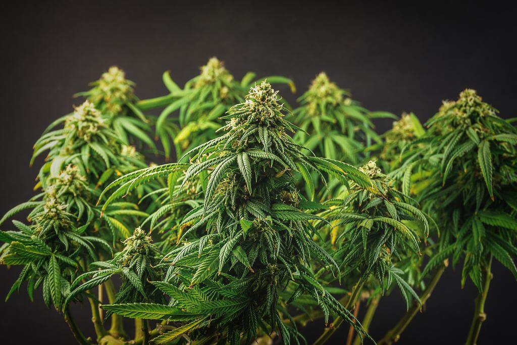 ¿Cómo usar fertilizante de engorde para marihuana?
