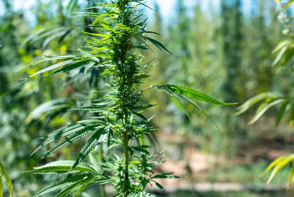 ¿Cómo usar fertilizante para marihuana de floración?