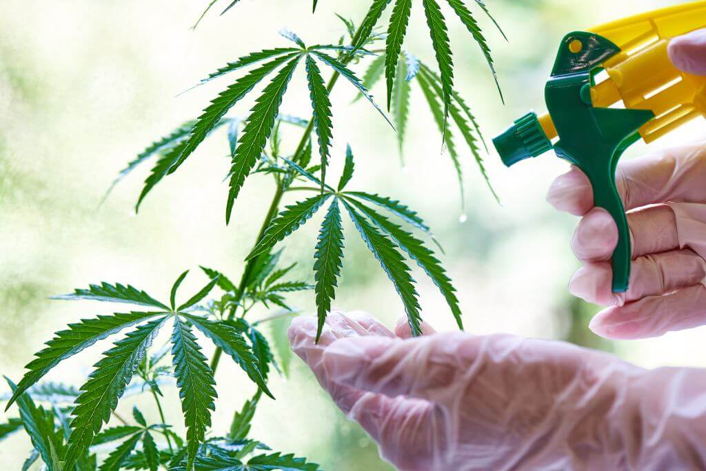 Descubre cómo usar fertilizante para marihuana