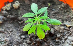 cómo regar marihuana durante la fase de crecimiento