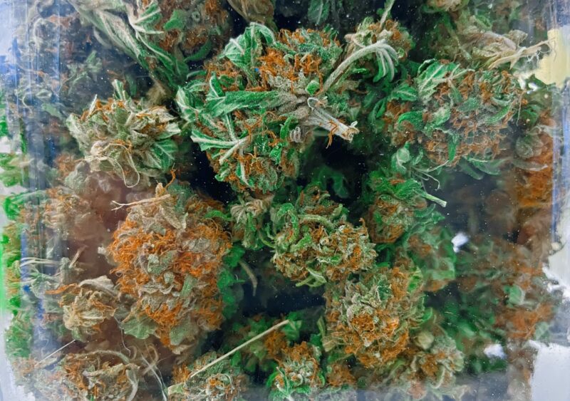 sexo de las plantas de marihuana