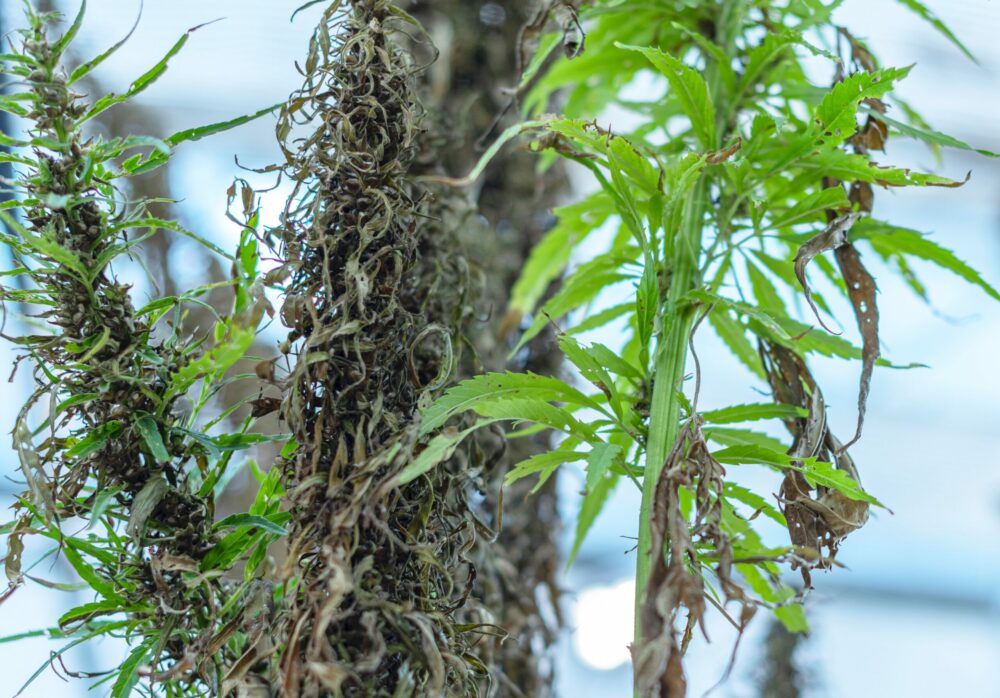 6 problemas comunes en las plantas de marihuana